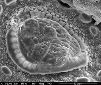 Media type: image;   Invertebrate Zoology 134690